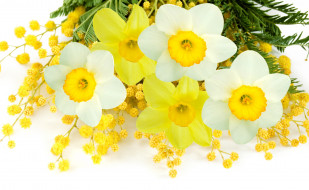     3000x1848 ,  , , , daffodils, mimosa, flowers, spring, yellow, white, delicate, , , 