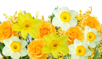      5850x3400 ,  , spring, flowers, mimosa, daffodils, yellow, white, delicate, , , , , 