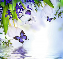      2400x2240 ,  , spring, blossom, tulips, purple, flowers, butterflies, reflection, water, , , , , , 