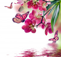      4000x3733 ,  , , , , butterflies, beautiful, flowers, reflection, water, pink, orchid