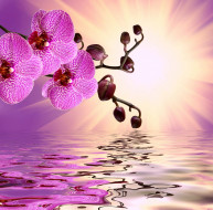      2200x2168 , , , beautiful, sunshine, flowers, reflection, water, pink, orchid