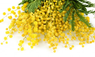      2200x1328 , , , delicate, yellow, mimosa, , flowers, spring