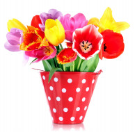 цветы, тюльпаны, разноцветный, ведерко