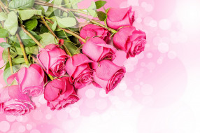 цветы, розы, фон, розовые, букет