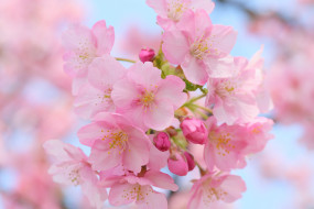 цветы, сакура,  вишня, розовый