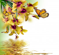      3500x3267 ,  , orchid, water, reflection, spring, yellow, flowers, beautiful, butterflies, , , 