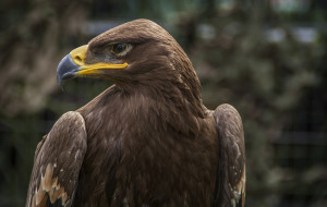 Eagle     2048x1298 eagle, ,  - , , , 