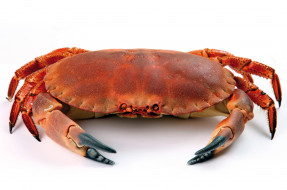 , ,  , crab