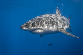 Great White Shark     2048x1365 great white shark, , , , , , 