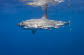 Great White Shark     2048x1365 great white shark, , , , , , 