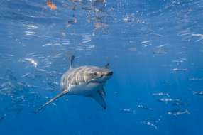 great white shark, , , , , , 