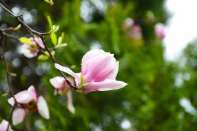      2100x1398 , , magnolia