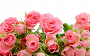      4000x2495 , , roses, pink, flowers