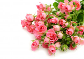      4000x2839 , , flowers, roses, pink