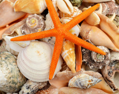      3960x3142 , ,  ,    spa-, , , marine, starfish, shells, seashells