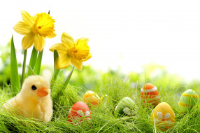      3500x2333 , , , , , spring, , chik, springer, easter, grass, , , colorful, daffodils, flowers, eggs