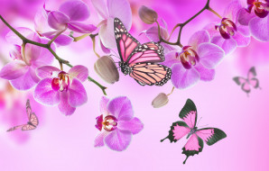      4000x2558 ,  , beautiful, flowers, orchid, pink, blossom, , butterflies, , 