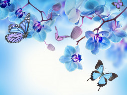      4000x2997 ,  , blue, flowers, beautiful, butterflies, orchid, , , 