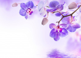      4000x2877 , , , , beautiful, flowers, reflection, water, orchid, , purple