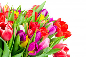      4000x2670 , , colorful, tulips, flowers