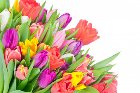      4000x2670 , , colorful, tulips, flowers