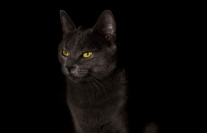      2048x1312 , , cat, , , , black