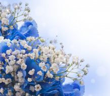      3110x2732 ,  , blossom, flowers, white, blue, 