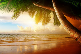      3500x2336 , , sunset, sea, ocean, , palm, summer, sand, , , , , , coast, paradise, beach, tropical
