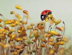 ,  , ladybug, grass, macro, , , , 