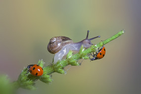     2560x1707 ,  , , the, snail, a, blade, of, grass, , macro, , , ladybugs, 