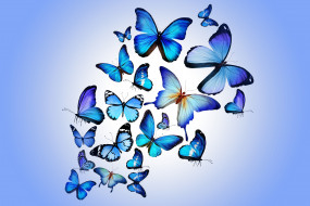      5010x3340 , ,  , , blue, colorful, marika, design, butterflies