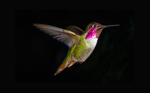 , , , hummingbird