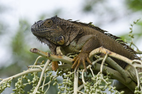 Green Iguana     2048x1366 green iguana, , ,  ,  , , 