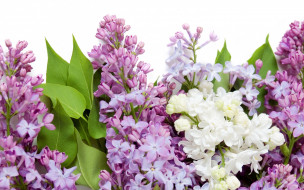      1920x1200 , , , , , spring, flowers, lilac, white, purple