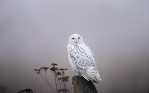      1920x1200 , , snowy, owl, fog, 