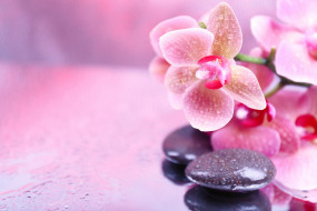      4185x2790 , , , droplets, spa, stones, orchid, flowers, , , 