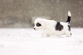      2048x1366 , , alert, snow, snowing, suspicious, eye, dog