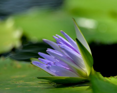 ,  ,  ,  , water, lilies, flowers, the, lake, , , 
