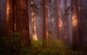      2048x1314 , , , , redwood, grove, , , 
