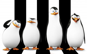 The Penguins of Madagascar     4000x2500 the penguins of madagascar, , , 