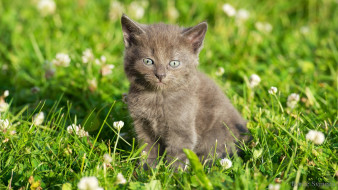      1920x1080 , , , , , grass, flowers, kitten