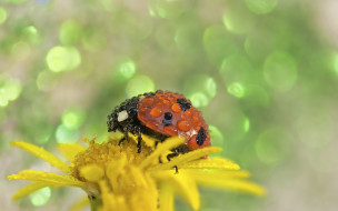 ,  , , , , , flower, ladybug, drops