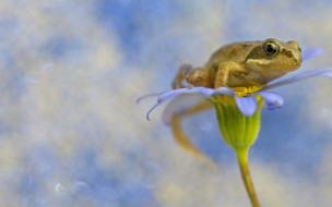      1920x1200 , , , , , flower, frog, background