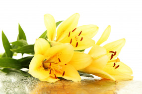      3500x2333 , ,  , drops, leaves, yellow, lilies, flowers, petals, , , , , 