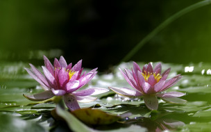      1920x1200 ,  ,  ,  , lily, leaves, water, flowers