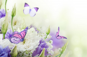      3500x2313 ,  , , , flowers, butterflies, buds, chrysanthemums, , 