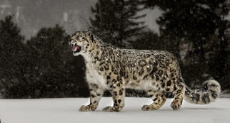 , , snow, leopard, , 