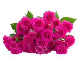      2489x1800 , , leaves, pink, roses, flowers, , 