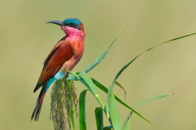      2048x1365 ,  , , formerly, carmine, bee-eater, southern, , , , merops, nubicoides