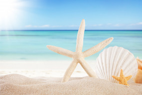      4000x2667 , ,  ,    spa-, seashells, starfishes, beach, sea, sunshine, summer, sand, sky, , , , , 